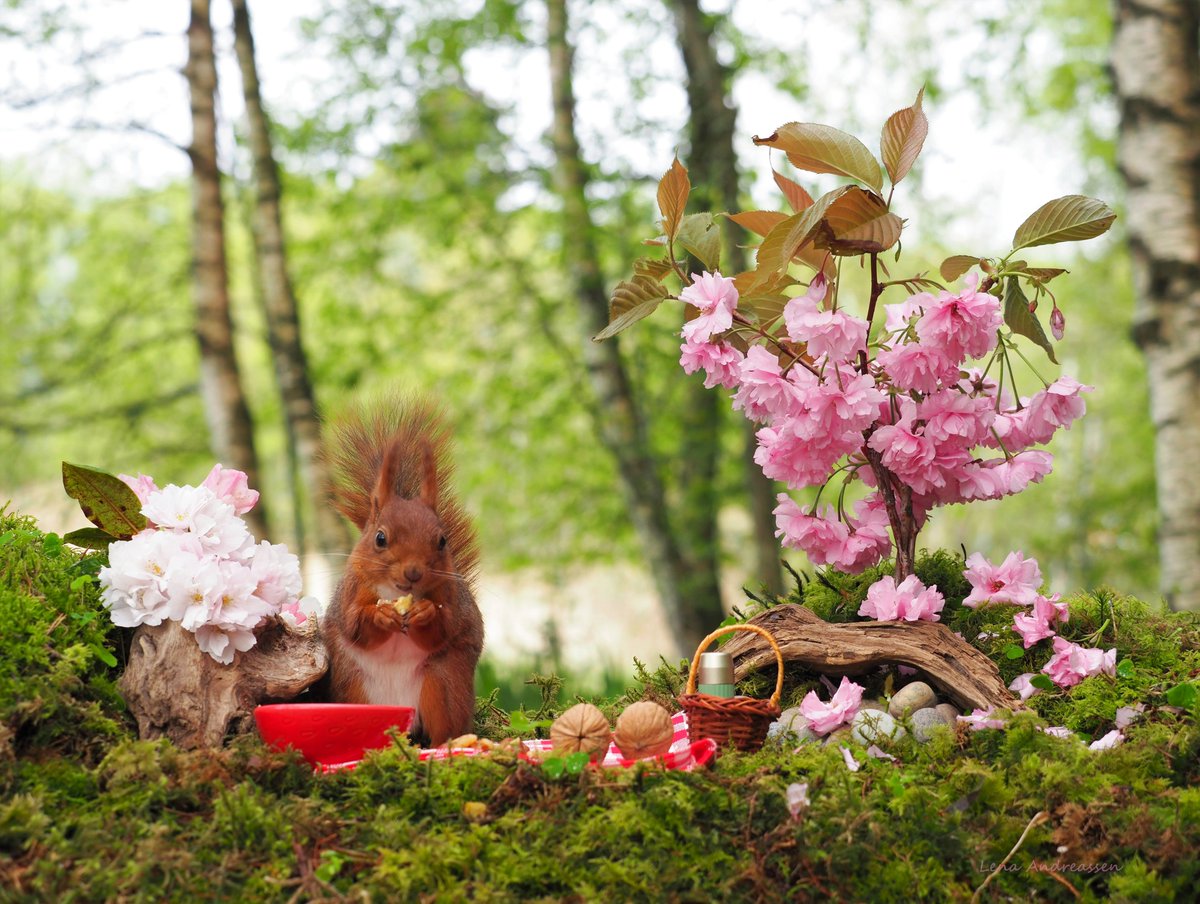 Happy Tuesday from the green forest 🌸🌿🌸 Today there was a picnic in the Fairy Forest and the beautiful cherry tree is finally in full bloom 🌸 Lillemor enjoyed herself very much Jæren Norway 7 May 2024 @ThePhotoHour #squirrel #cherryblossom #picnic