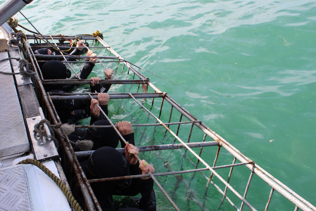 Do we untie the cage with divers inside? NO! The cage stays tied up to the side of the boat like this for the whole duration of the trip. 🦈😎🌊

What are some of your biggest fears when it comes to #sharkcagediving? Let's address them in the comments! 😎

#whitesharkprojects