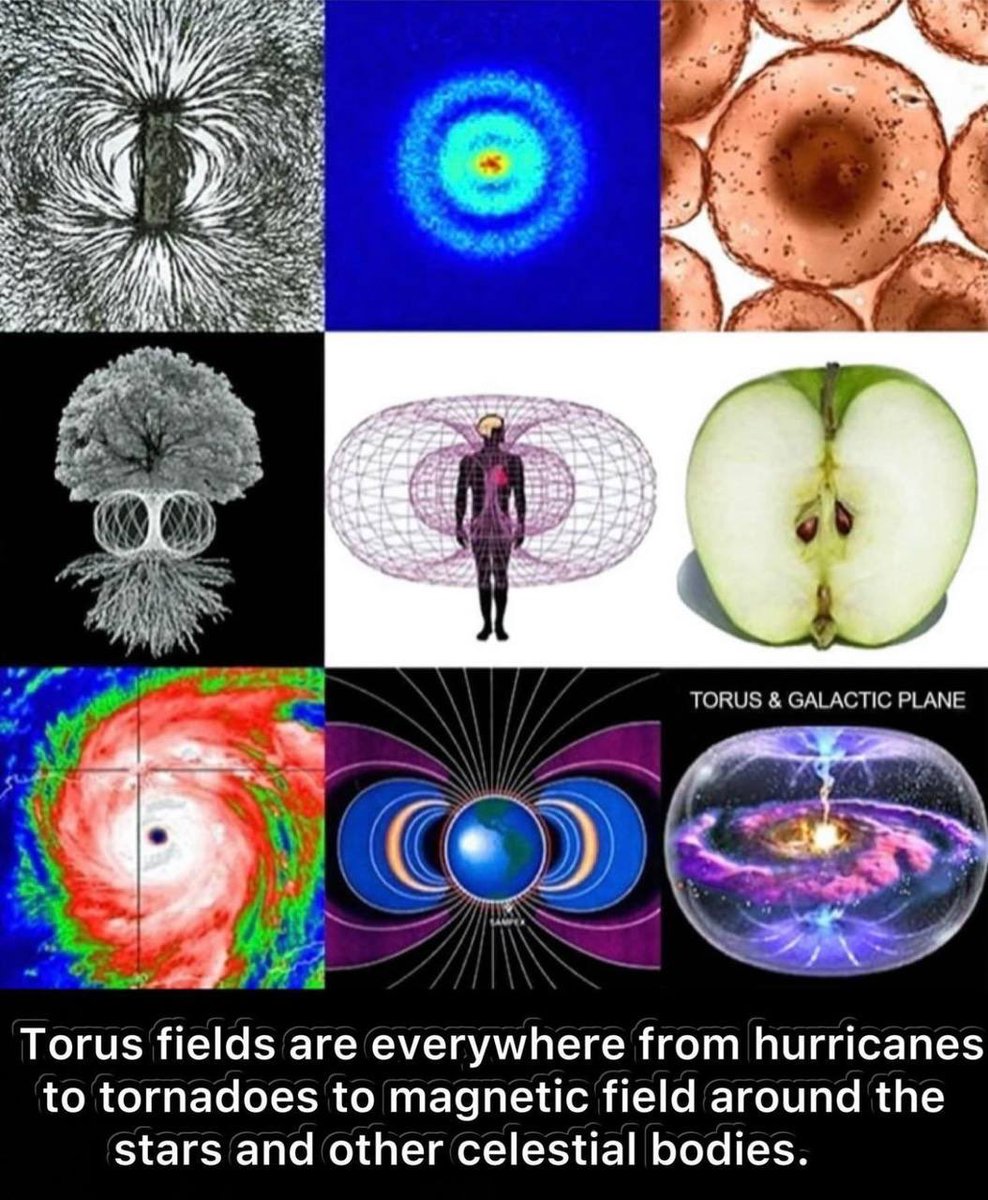 THE TORUS FIELD - Our Electromagnetic Field “The torus field is an electro-magnetic field that makes up our Aura or Energy Field & the center of our torus field is the heart. The heart generates the largest electromagnetic field around the body.