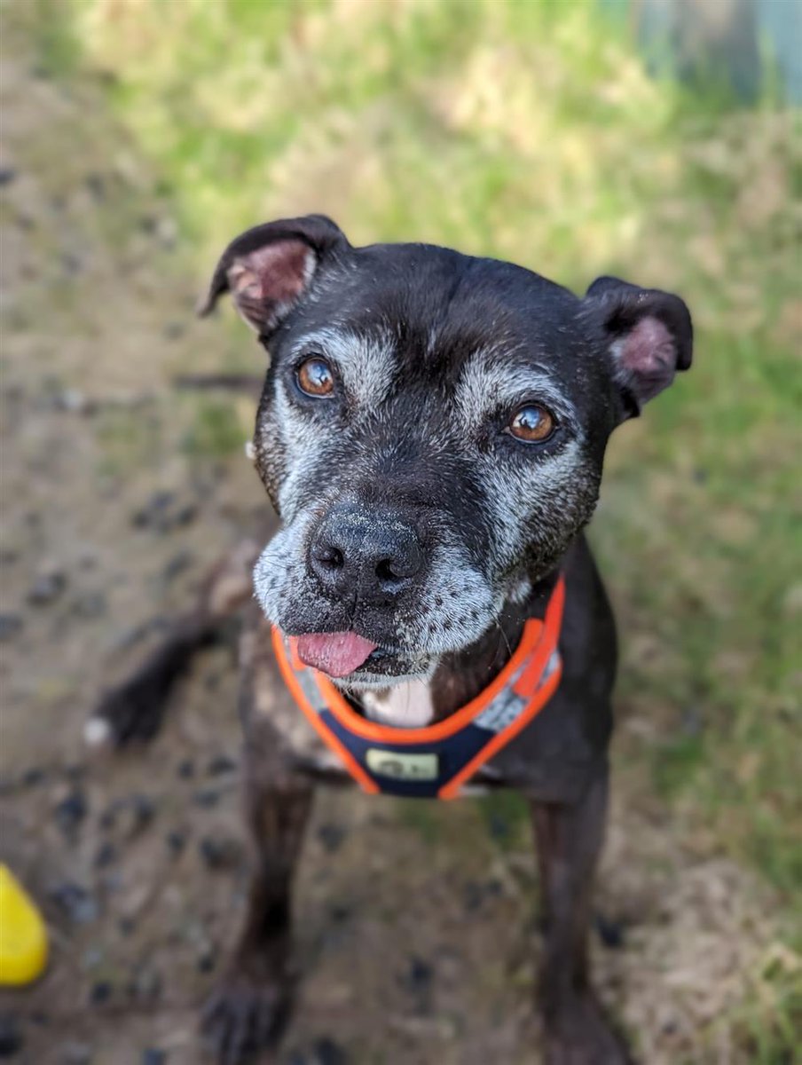 #rehomehour Alice 13 yr 5 month old Staffie, her owner sadly died, can be anxious but loves to be with people, can live with teenagers or adult only pet free home as not keen on dogs, more info/adopt her from @BleakholtUK
