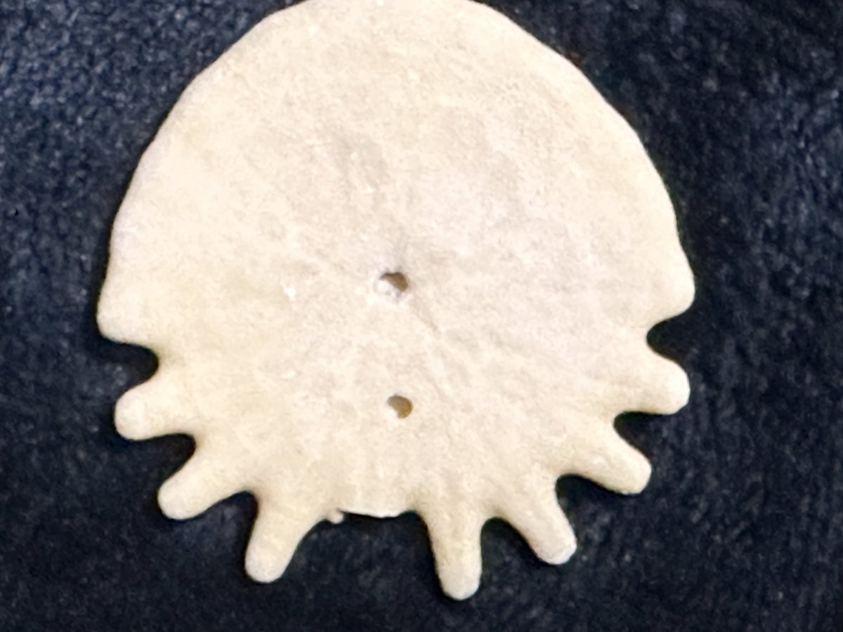 CraftNonoka's tweet photo. うふふ､
前から気になってたお店でGET。

新世代 新第三紀鮮新世

ヘリオホラ
ウニ網タコノマクラ目ロツラ科 https://t.co/xFShnKtuRd