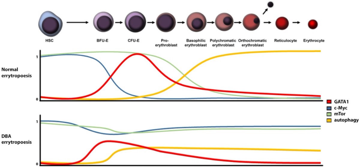 🌟#notablepaper on the Topic of #HaematologicalDisorders 📚Effect of #Glucocorticosteroids in Diamond-Blackfan #Anaemia: Maybe Not as Elusive as It Seems 🔗mdpi.com/1488236 👨‍🔬By Dr. Marian Hajdúch et al @MDPIOpenAccess @MDPIBiologySubj