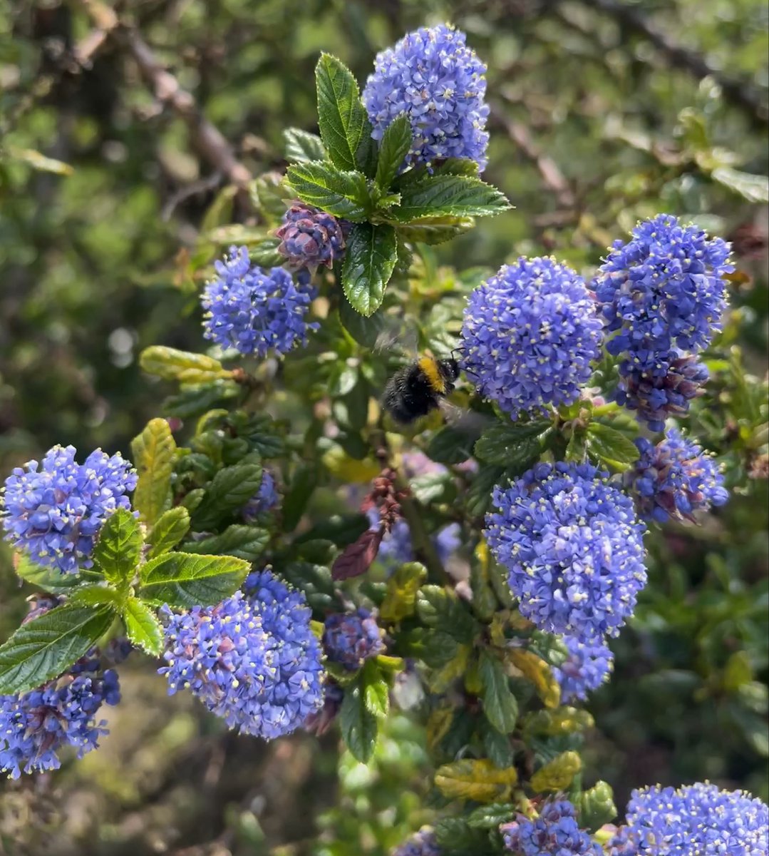 It actually feels like summer is on its way at last! 🙌🏻🙌🏻 and the bees are very grateful, I’m sure! They were certainly loving the #ceanothus this morning! Have a great day everyone! 💙🩵🦋🐝 #TuesdayBlue #TuesdayFeeling #Spring2024 #GardeningX