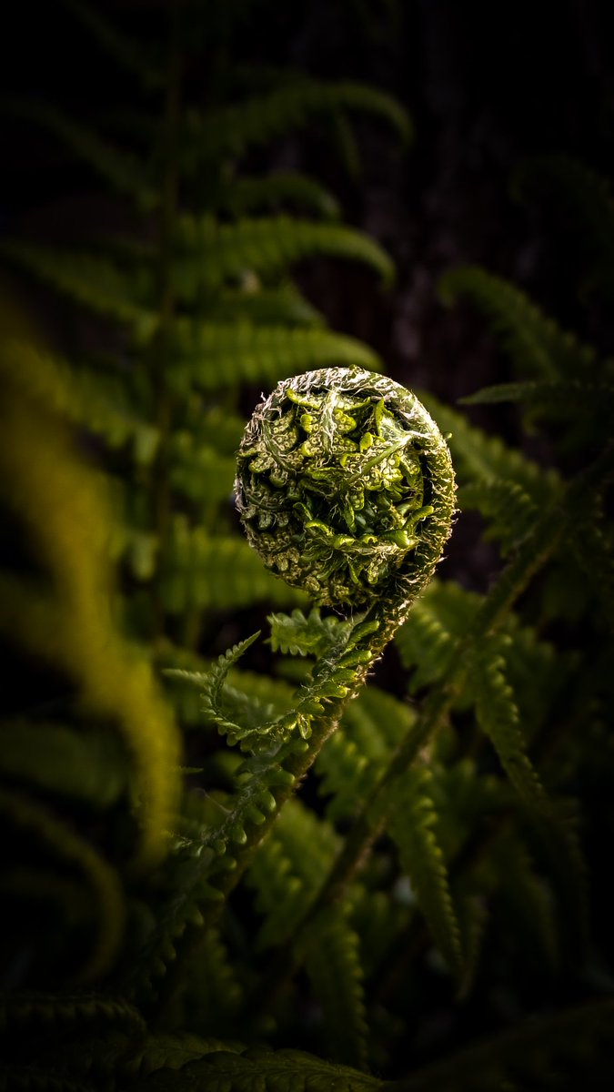 Thriving in shadow #macro #nature #photography