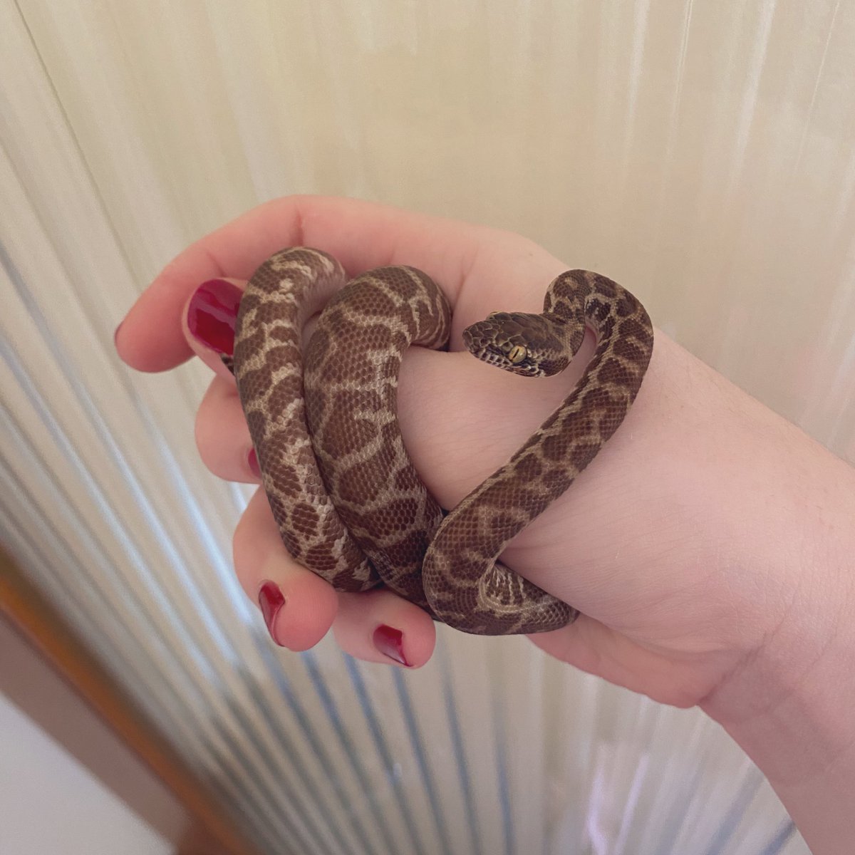 sally (+🐍) ITS GONNA BE MAY tweet media