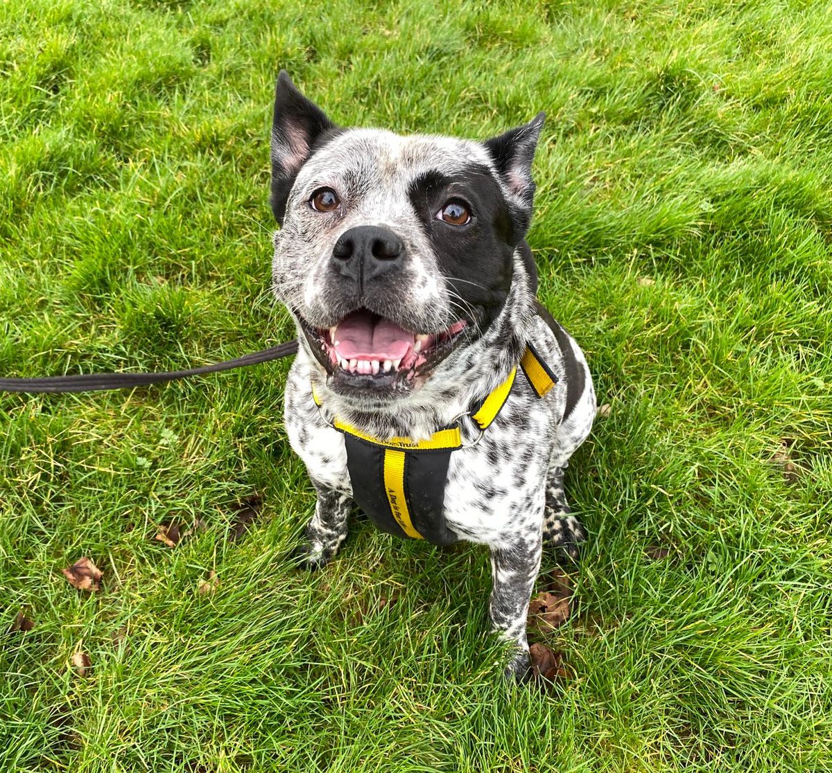 Lovely Layla is here for this weeks #TongueOutTuesday 👅

Give her a boop on your way over to check out her profile 🐽 

dogstrust.org.uk/rehoming/dogs/…

@DogsTrust 
#DogsTrust #DogsTrustDarlington #Rescue #AdoptDontShop #ToT #ADogIsForLife #TuesdayFun #Darlington