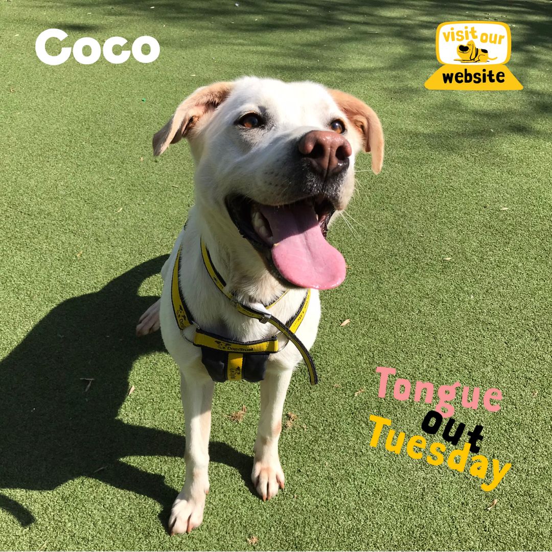 Happy #TongueOutTuesday 😝 from Coco.  💛 #AdoptADog #ADogIsForLife #LoveDogs Apply to adopt a dog @DogsTrust #Ilfracombe 🐶
👉bit.ly/49GAoAa