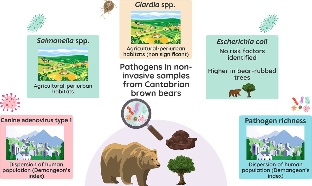 Bears & Pathogens: land disturbance & human population distribution drive positivity to 🐻pathogens. We used only noninvasive fecal and sponge samples. Led by Gloria Herrero-García & Ana Balseiro at @unileon with @VISAVET, @IREC_CSIC_UCLM & friends. doi.org/10.1016/j.oneh…