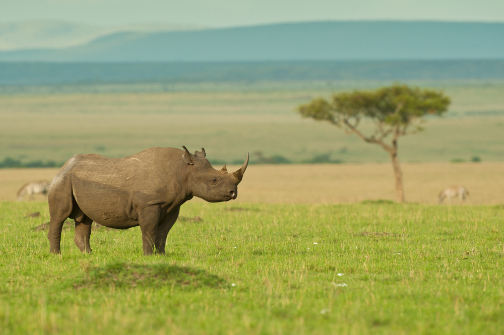 Today, the #BlackRhino is considered a critically endangered species 🦏📉

The #WildlifeConservationBond, issued by @WorldBank w/ funding from @theGEF, is a game-changing innovation that can direct funding to nature reserves and protected areas.

📖wrld.bg/l48W50Rv2qO