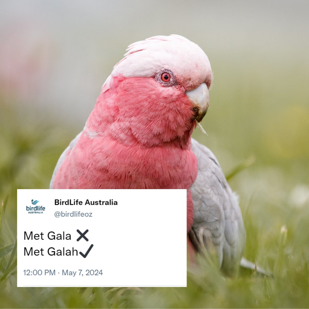 Met Gala-h? Yeah we've met, and we're basically besties. Ever wondered how birds like the Galah are able to show dazzling pink colours in their plumage? Check out birdlife.org.au/news/pretty-in… to learn their secrets🤫 📸Galah by Olivia Congdon