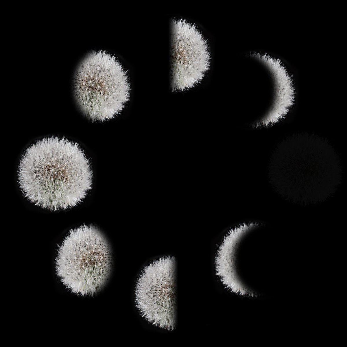 phases of the dandelion This is in my online shop - t-shirt, card, canvas, print microcosmic.shop