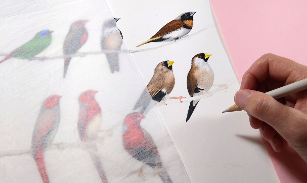 The Australian finch drawing is coming together.... #drawing #birdart #finches #birds #illustration #wildlifeart