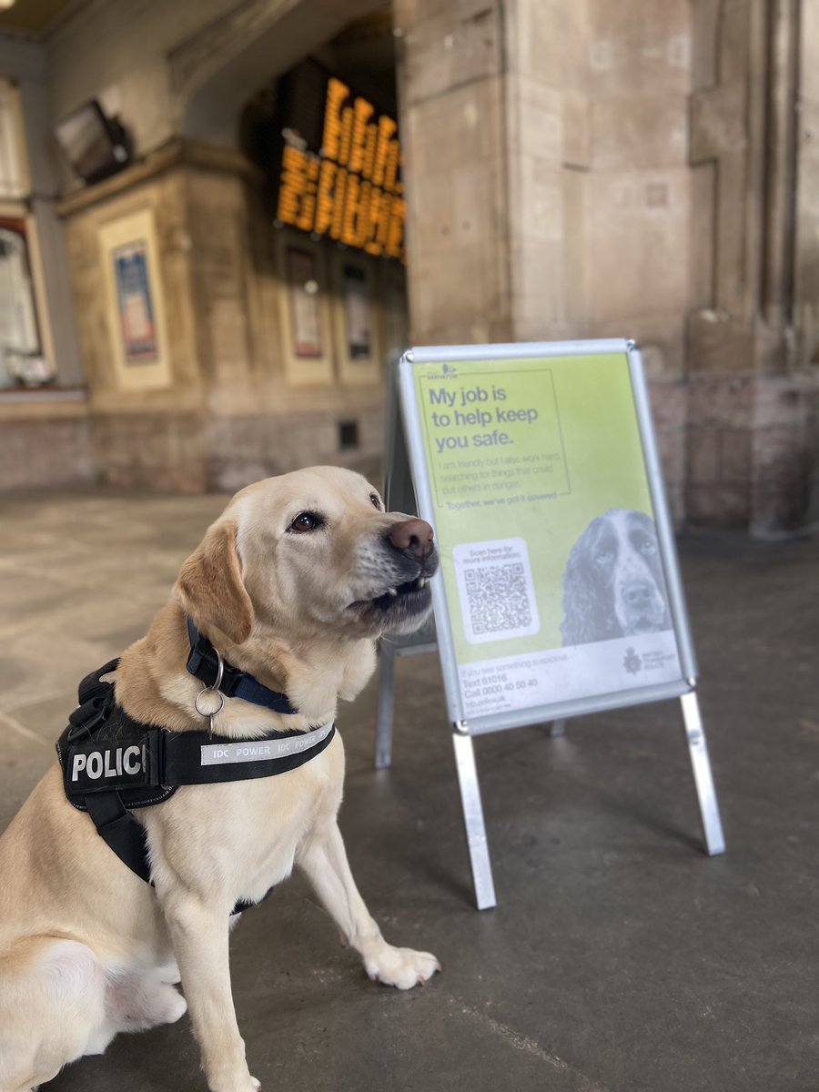Specially trained officers are in Bristol today on #projectservator deployments supported by @BTPDogs. We enjoy visiting different places but today a certain someone is getting all the attention!