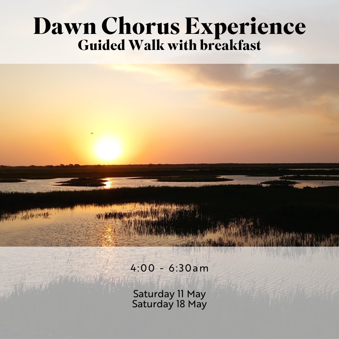 🌅Join us as Minsmere’s night shift ends and dawn breaks over the east coast with a rising crescendo🎶 Book your place➡️tinyurl.com/DawnChorusExpe…
