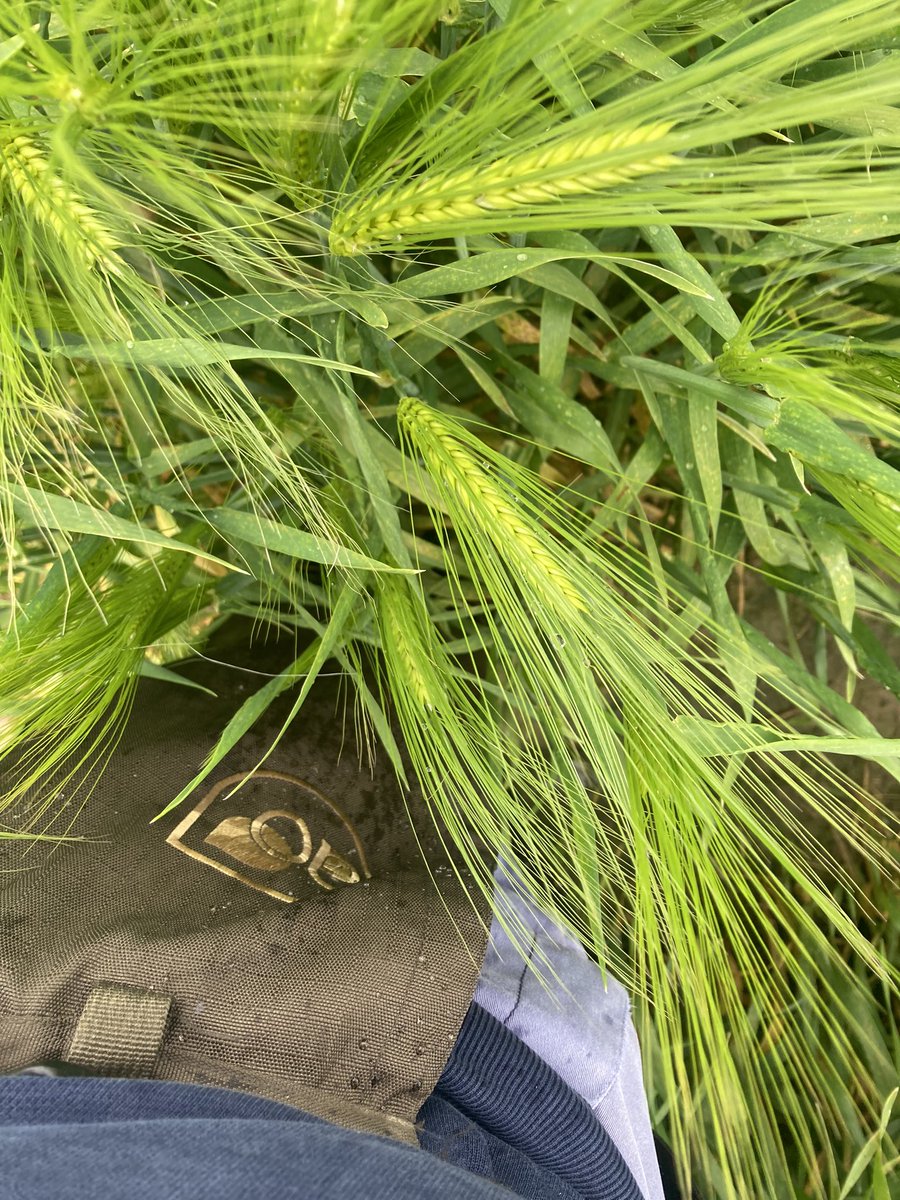 Emmanuel BONNIN (@bonnin1402) on Twitter photo La différence entre les orges de printemps et les orges d’hiver avec <a href="/AGRI_OBTENTIONS/">Agri Obtentions</a> :
Dans un cas le cuissard est trempé avec ces barbes pleines d’eau.
Dans les 2 cas, il faut les <a href="/aiglefr/">Aigle | FR</a> !
(La C3 <a href="/Cuvelier_fr/">Francois Cuvelier</a>) La différence entre les orges de printemps et les orges d’hiver avec <a href="/AGRI_OBTENTIONS/">Agri Obtentions</a> :
Dans un cas le cuissard est trempé avec ces barbes pleines d’eau.
Dans les 2 cas, il faut les <a href="/aiglefr/">Aigle | FR</a> !
(La C3 <a href="/Cuvelier_fr/">Francois Cuvelier</a>)