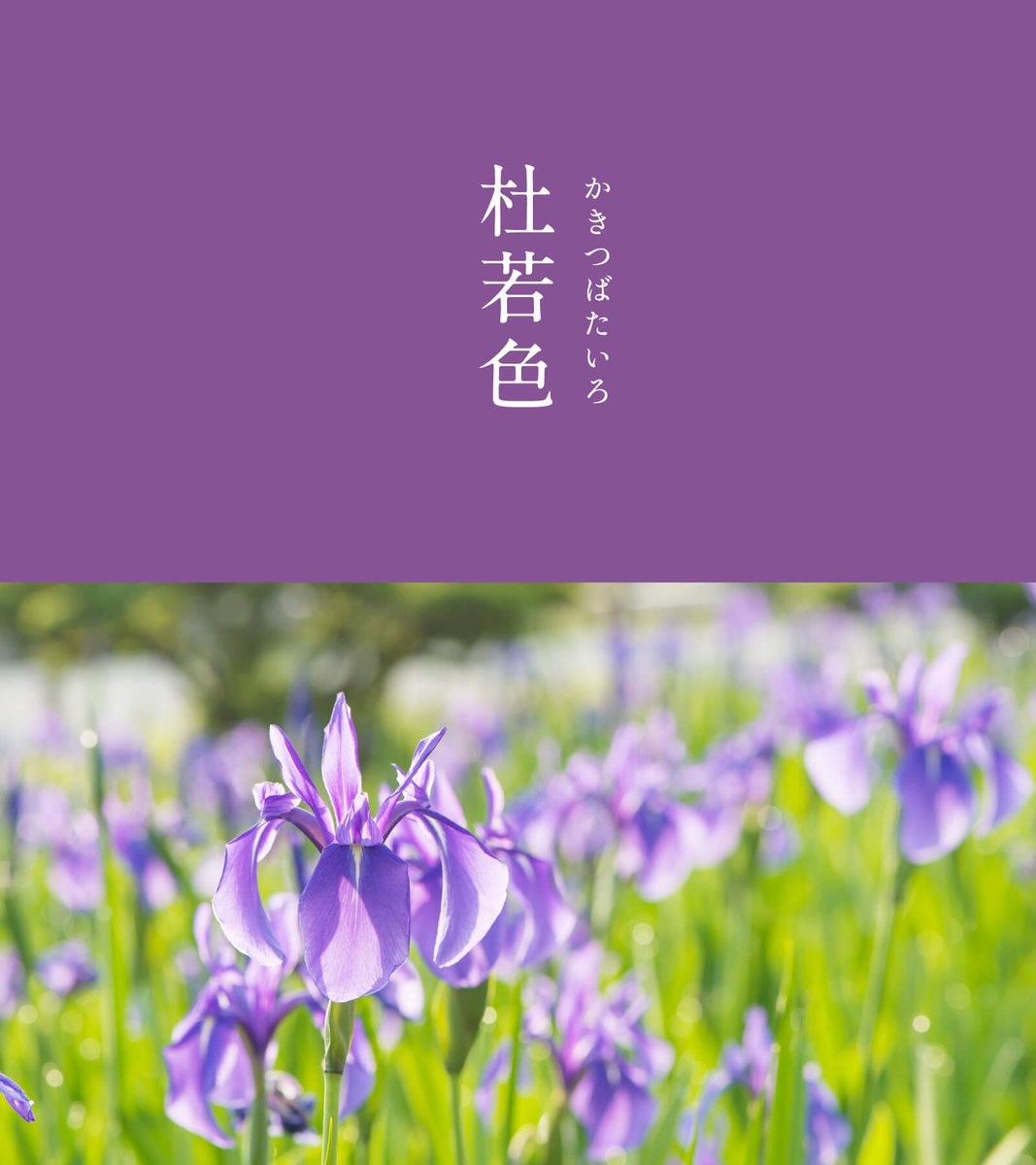 杜若色（かきつばたいろ）｜#にっぽんのいろ

昔は杜若の汁を擦り付けて布を染めていたため「書き付け花」と呼ばれていたそうです。杜若の紫色は、文学作品や絵画に描かれるなど、時代を超えて愛されてきました。

▼5月のにっぽんのいろはこちらをご覧ください
543life.com/content/nippon…