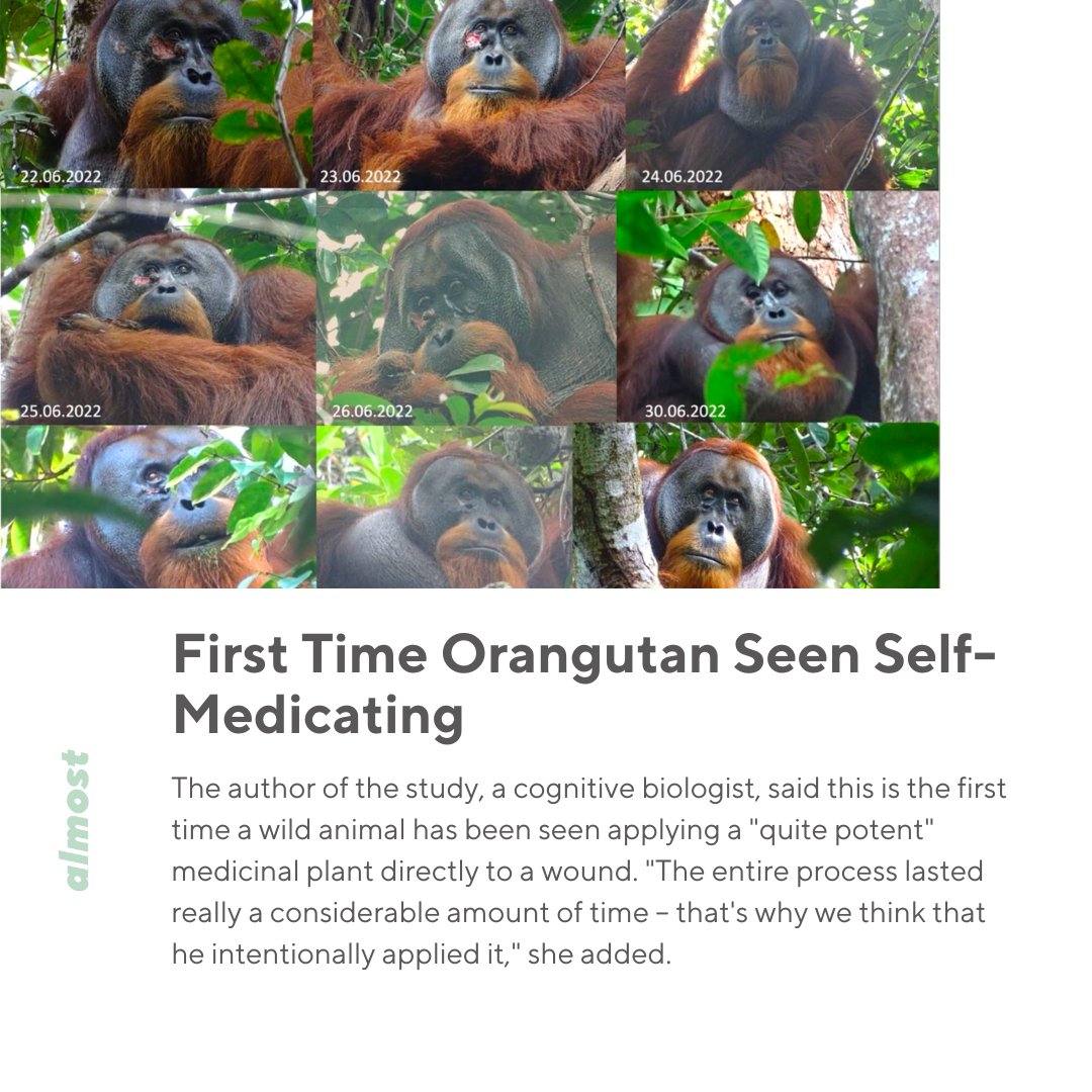 In a first, this Indonesian orangutan was seen putting a medicinal plant on his own wounds to treat it 🦧