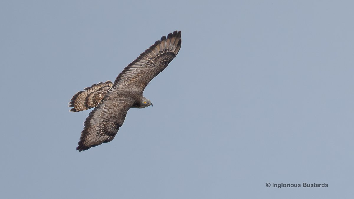 The passage of European Honey Buzzards flowed over our guests from @naturetrektours y´day! 389 of these returned from their African moist forest wintering grounds in our faces! Joining the mig-party Booted and Short-toed #Eagles, Black and White #Storks and Egyptian #Vulture