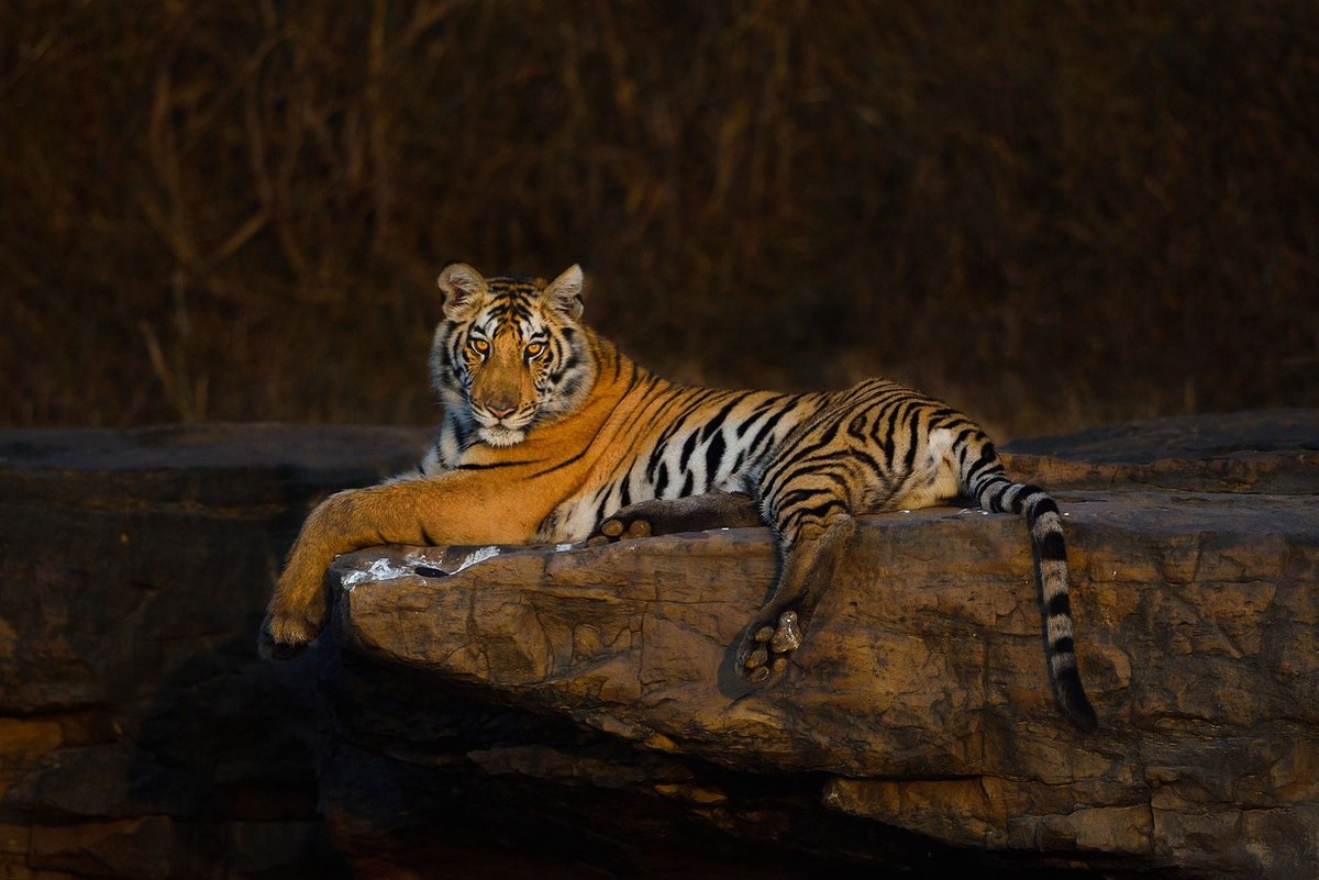 #FromTheArchives #Wildlife #Photographers Tanya Tiwari Thakkar & Varun Thakkar take us on a photographic journey that brings to life the vivid palette of #Panna National Park. 📷 A #tiger rests like a king on a cliff above River Ken Read the full story: bit.ly/4b6qjwL
