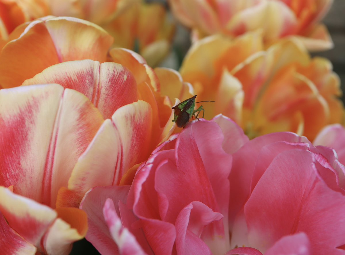 Happy #TulipTuesday with lovely Tulip ‘Peach Passion’ and a little shield bug 🌞🌷🧡🌷🩷🌷🧡🌷🩷🪲