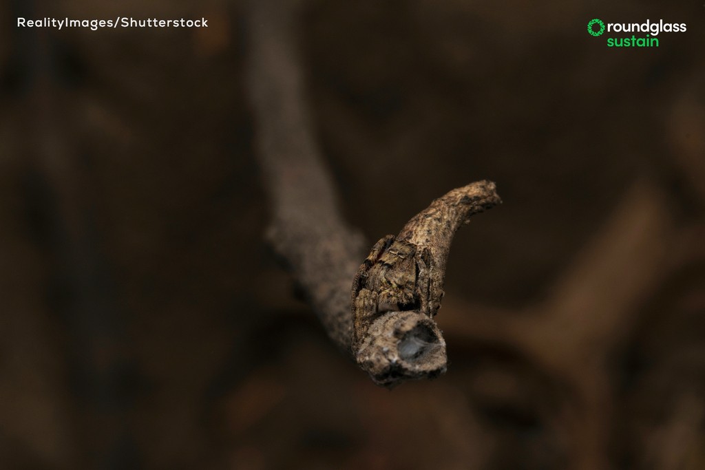 What do you see in this picture? Look closely. There is a perfectly camouflaged creature! Were you able to spot it? Tell us in the comments. Take a quiz on more such masters of disguise: l8r.it/P8Xt Photo: RealityImages/Shutterstock #camouflage #indianwildlife