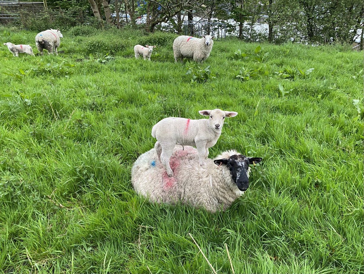 Good Morning from Holmfirth - your neighbours ⁦@fairfunkyhelen⁩ 😃