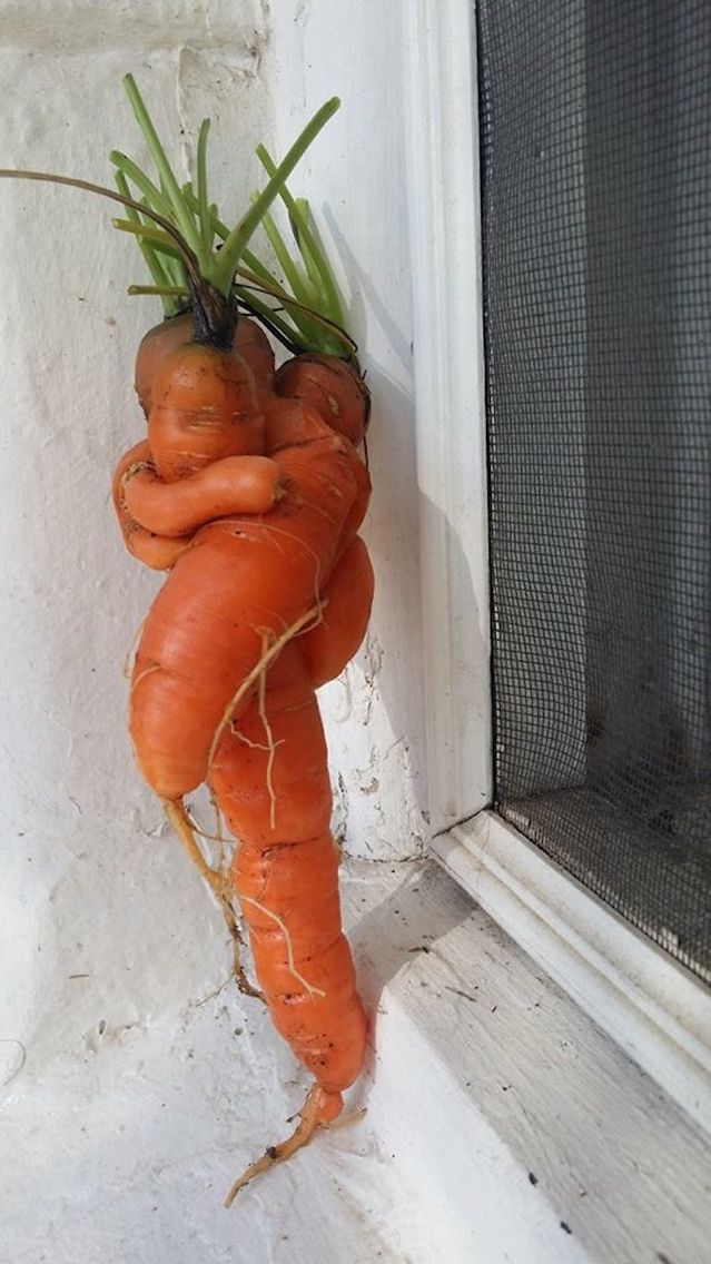 #netzgefunden
Verliebtes Gemüse 😍