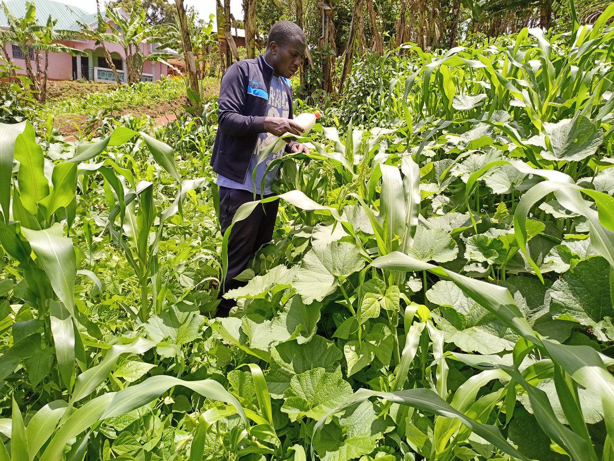 One of the most significant advantages of intercropping maize and beans is the way it enhances soil fertility. Beans, being leguminous plants, have the remarkable ability to fix atmospheric nitrogen into the soil through a process facilitated by bacteria in their root nodules.