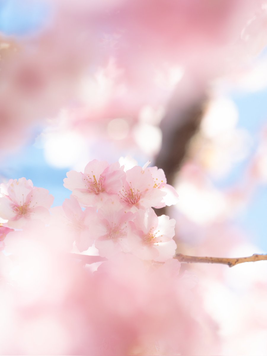 数ヶ月前に撮影したく河津桜の写真です。

#LUMIX #G9II
#カメラ好きな人と繫がりたい
#写真好きな人と繋がりたい
