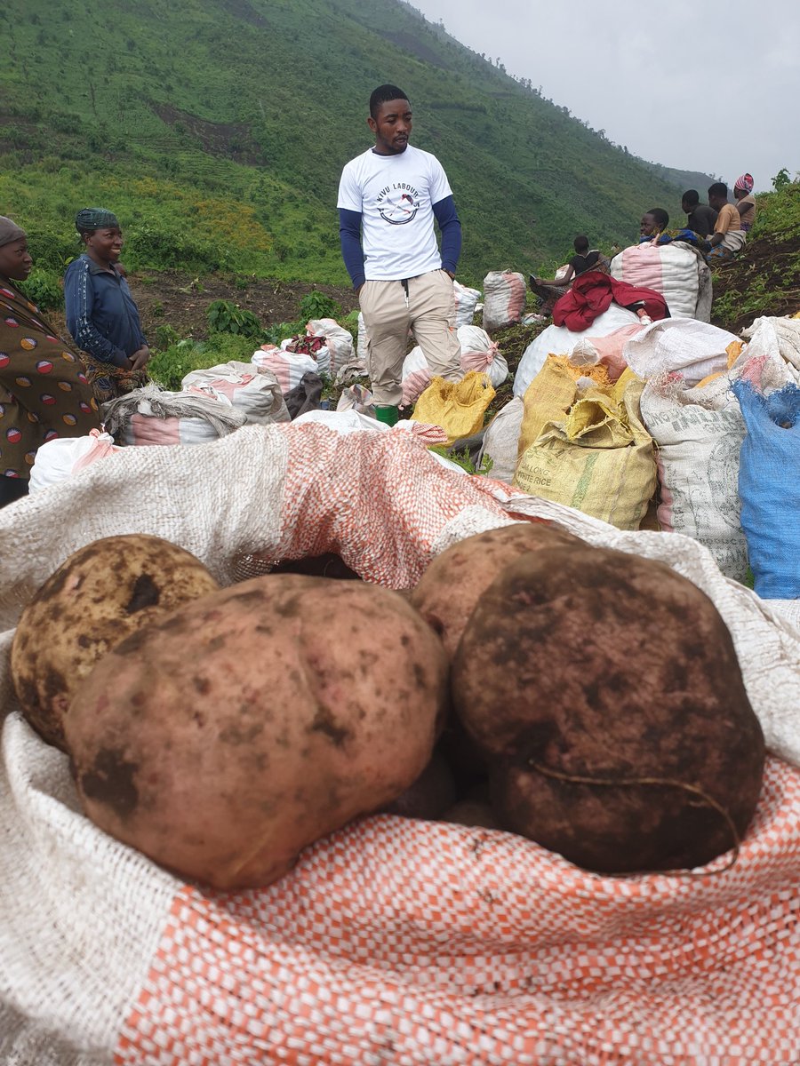 🇨🇩Après qu'on a fait vibré la ville de #GOMA toute la semaine passée avec plusieurs tonnes de pommes de terre, #kivulabour continue sa récolte ce mardi 07/05.
200kg en réservation de ma très distinguée première dame @DeniseNyakeru en espérant que tôt ou tard maman réagira.