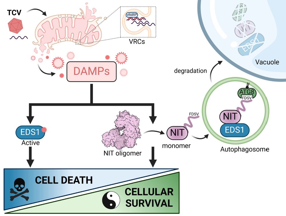 Marion Clavel (@marionclavel4) on Twitter photo New #Preprint out now! (biorxiv.org/cgi/content/sh…) We discover a selective autophagy pathway that protects plants from virus-caused mess! Featuring <a href="/AnitaB36177/">Anita Bianchi</a>, <a href="/heyroksolana/">Roksolana Kobylinska</a> and <a href="/victoriavybo/">Victoria Vyboishchikov</a>- my shock VBC student team - Intrigued? Follow the spaghetti trail 🍝🧵for a summary: New #Preprint out now! (biorxiv.org/cgi/content/sh…) We discover a selective autophagy pathway that protects plants from virus-caused mess! Featuring <a href="/AnitaB36177/">Anita Bianchi</a>, <a href="/heyroksolana/">Roksolana Kobylinska</a> and <a href="/victoriavybo/">Victoria Vyboishchikov</a>- my shock VBC student team - Intrigued? Follow the spaghetti trail 🍝🧵for a summary: