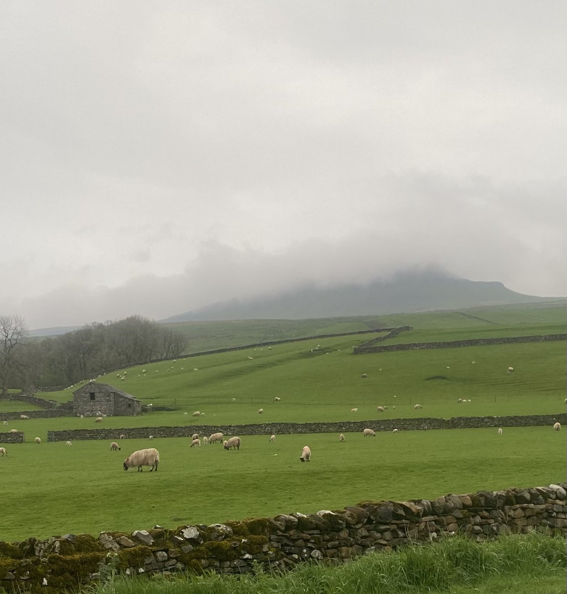 Its that time of year in the #yorkshiredales #Ribblesdale is once more brimming with new life & new growth.
#circleoflife #TheDales #yorkshire #3peaks