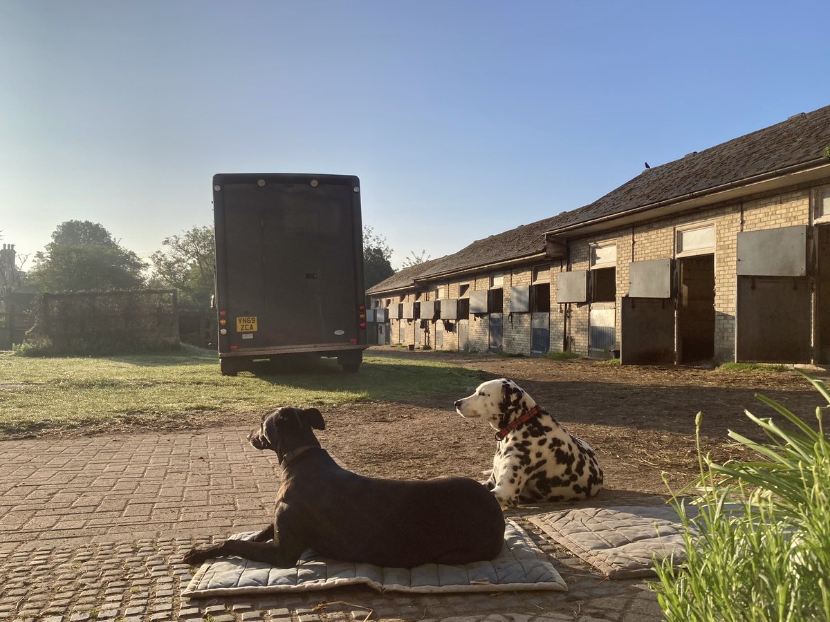 A splendid start to the day in Newmarket. A bit chilly to start with, with a heavy dew; but already up to 9 degrees. Forecast high 18 with plenty of sunshine #Morston #Gus