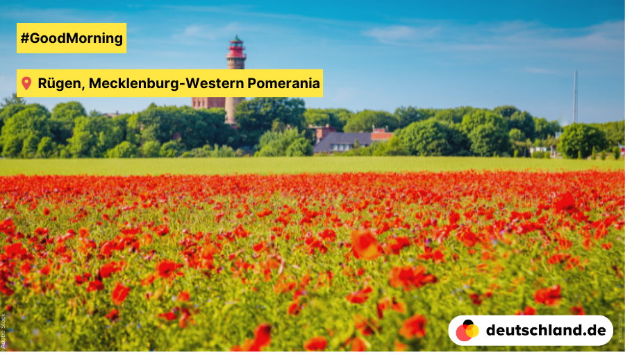 🌅 #GoodMorning from the Baltic Sea island of #Rügen! Whole fields of red poppies can be admired between May and August all over #Germany, especially beautiful on the island of Rügen. 🌺🌹 #PictureOfTheDay #Baltics