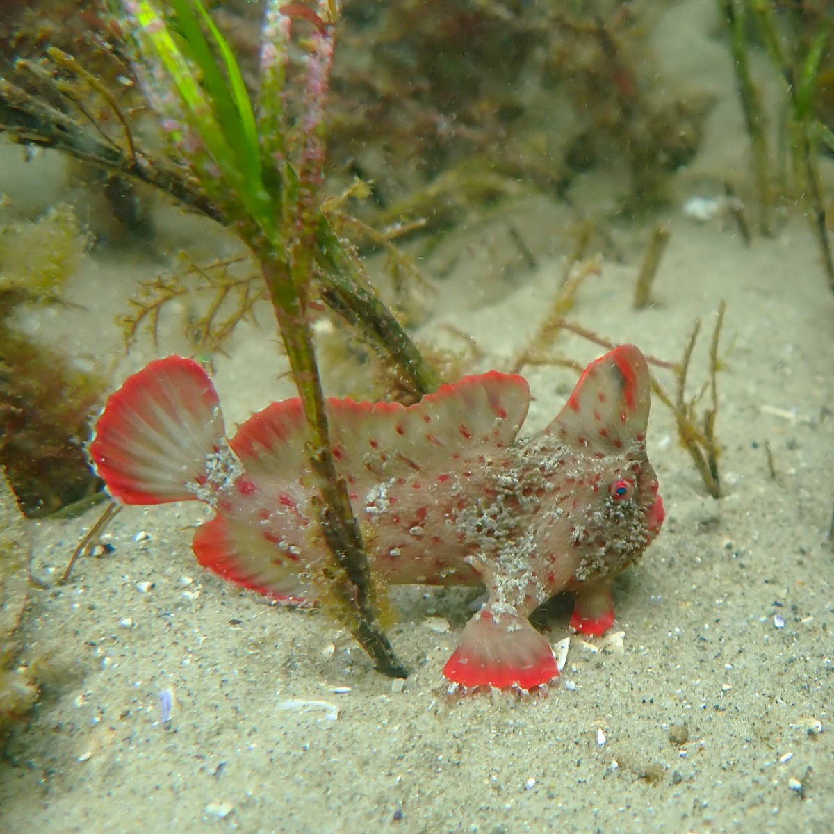 Back in January, scientists at @IMASUTAS rescued 25 critically endangered red handfish from the wild, protecting them from record-high temperatures. After caring for the handfish, most have now been returned to the sea 🐟 🌊 📸: Jemima Stuart-Smith & Tyson Bessell