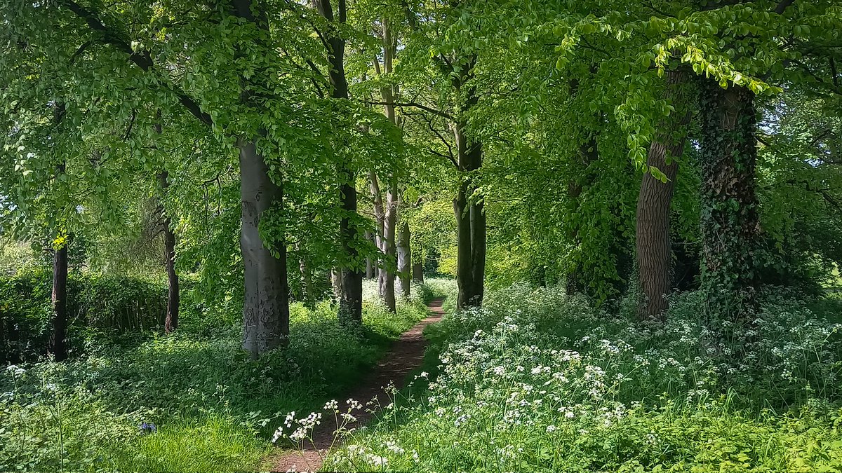 May in Baysgarth Park, Barton-upon-Humber, North Lincolnshire @VisitNorthLincs @kerriegosneyTV @itvcalendar @WoodlandTrust