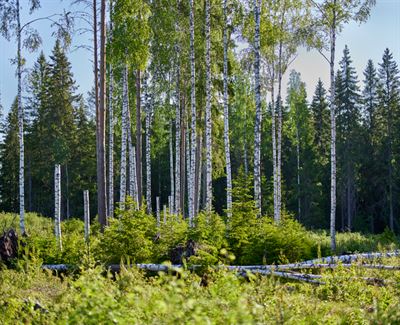 Uudistava metsätalous etenee vauhdilla – 40 prosenttia puukaupoista Metsä Group Plus -hoitomallilla helmi–huhtikuussa dlvr.it/T6WrS5