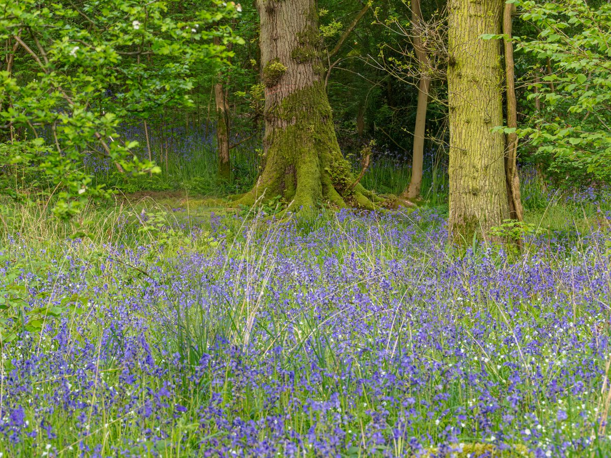 If you go down to the woods today Bluebells may still be in flower. #TickTrunkTuesday #Flowers #Bluebells