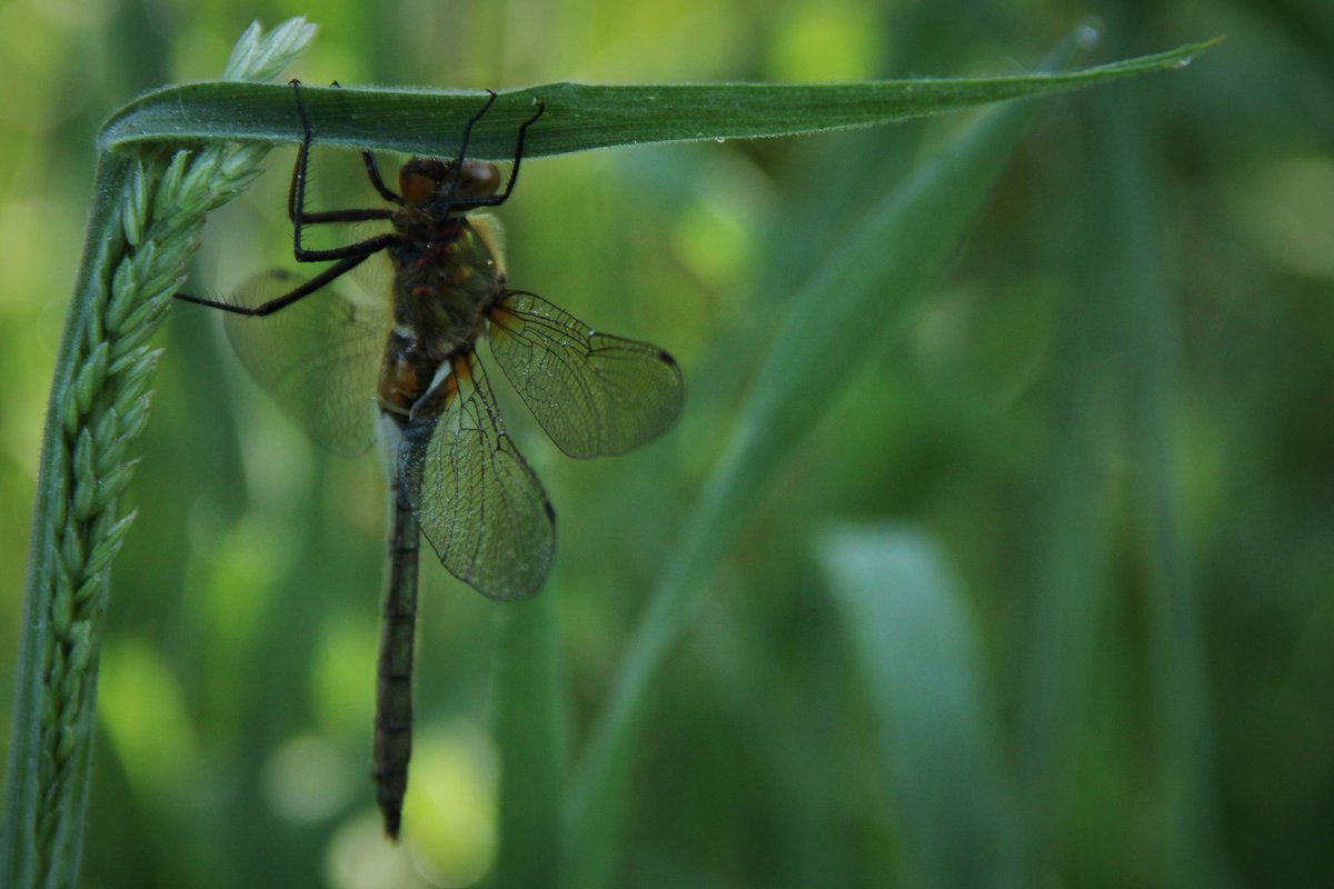 #mei_nmooistefotos met @bosw8er_jochem Dag 7. #groen