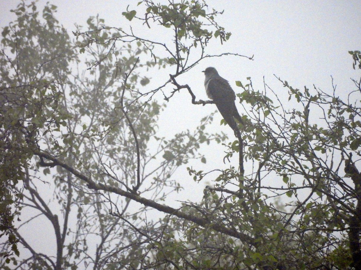 It was dull & misty this morning but I spotted ( & heard) this cuckoo. Three heard in all: Leash fen. Such a thrill. @EasternMoors @peakdistrict #Derbyshire @SorbyBreckRG @Derbyshirebirds
