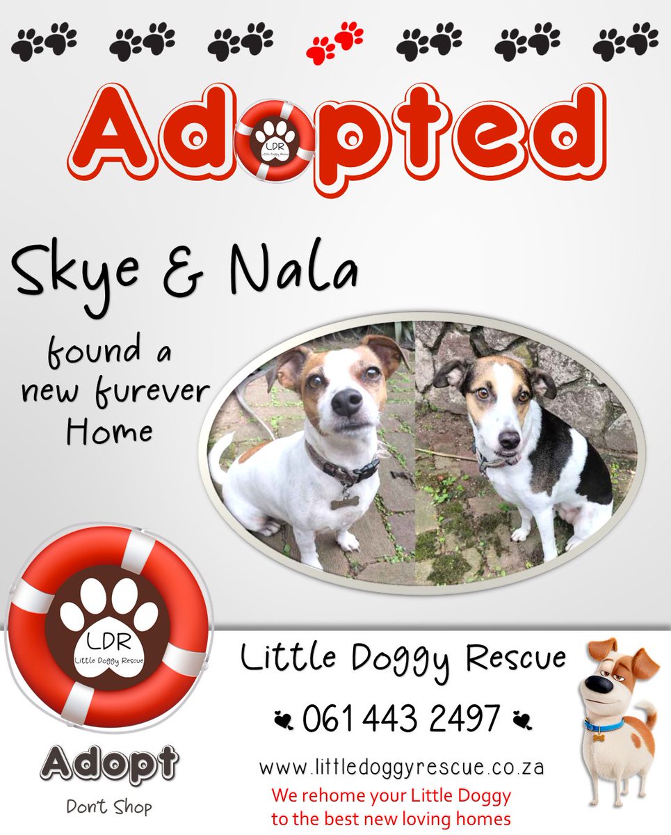 🎉Skye & Nala #adopted #jackrussell #foxterrier
#rehomeyourdog
littledoggyrescue.co.za/rehome-my-dog #adoptadog

#littledoggyrescue #southafrica #adoptdontshop #adoptadog #rehoming #dogrehoming #FUREVERHOME