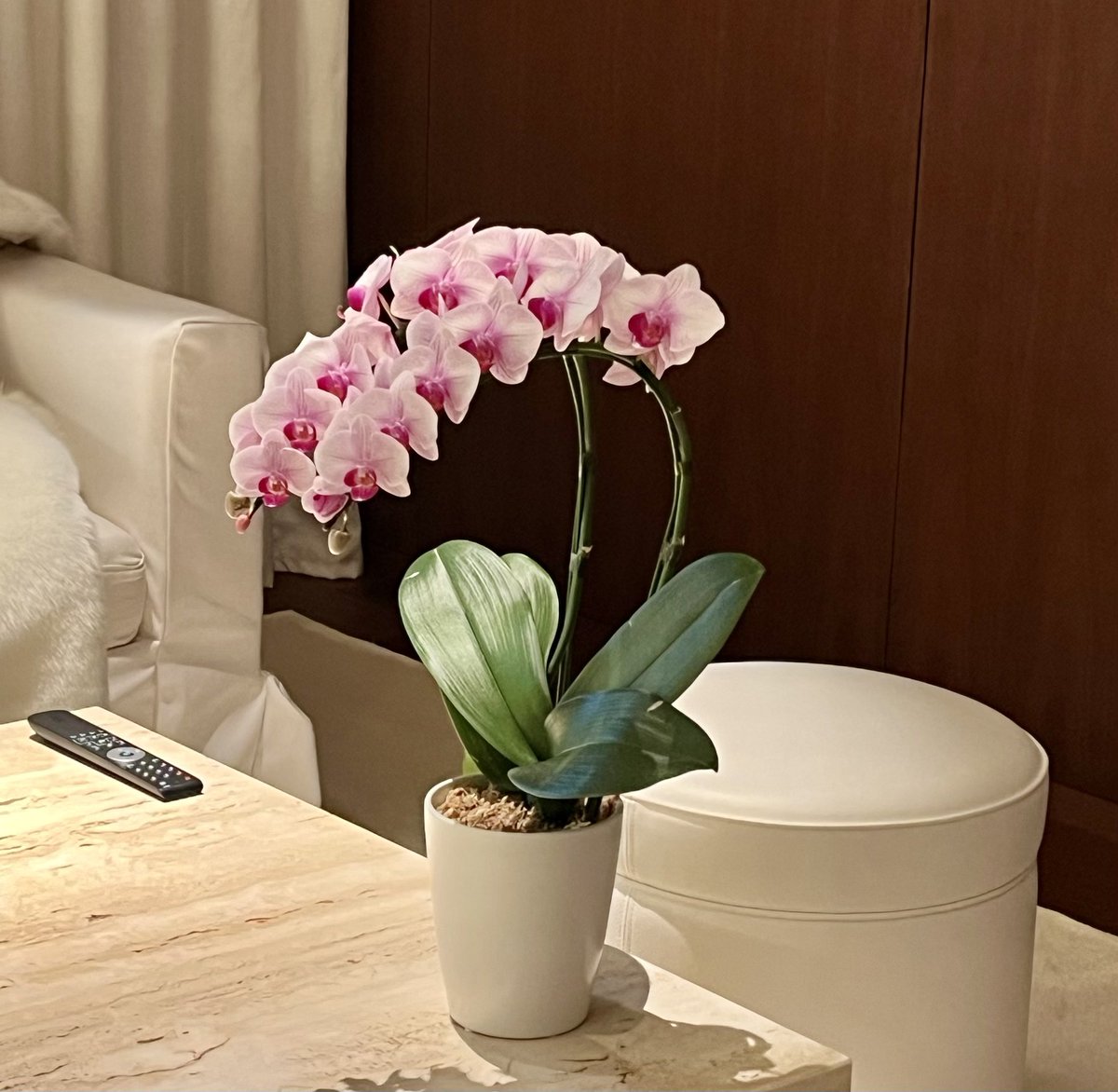There’s something so comforting and luxurious about this suite, simply furnished in white leather and warm-toned woods with pretty pink orchids @EDITIONHotels #ginza 🩷🤍🤎#tokyo #hoteldesign #tokyoeditionginza #forbestravelguide #travelinstyle #remarkabletravels #pinkandwhite