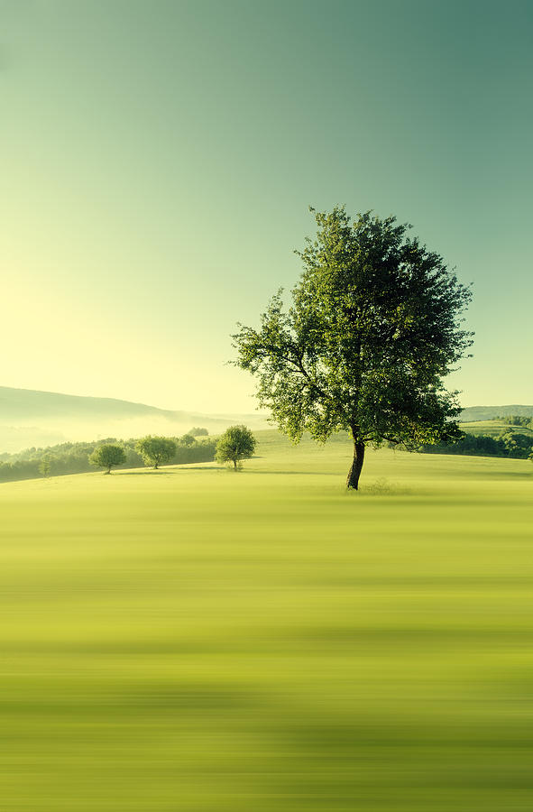 Green Morning by Martin Smolak