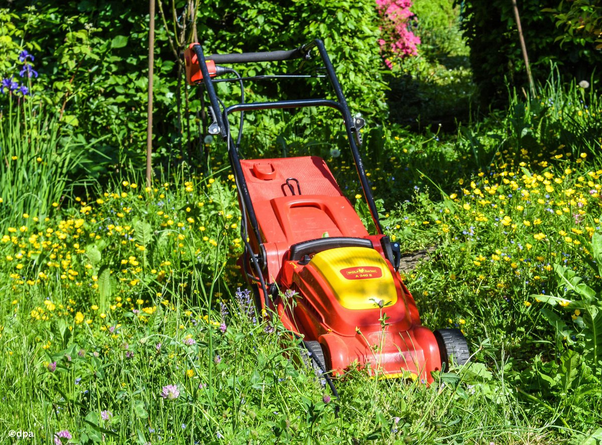 🇩🇪で庭を持つ人にとって5月は少し面倒な芝刈りの季節☘️そんな中、自然保護団体や園芸協会が「芝刈りしない5月」という活動を推進中。自然・生物多様性の保護の観点から、あえて芝刈りをせず、やがて花々が咲き、虫、そして鳥が来るのを歓迎しようという活動で、賛否両論です。皆さんはどう思いますか？