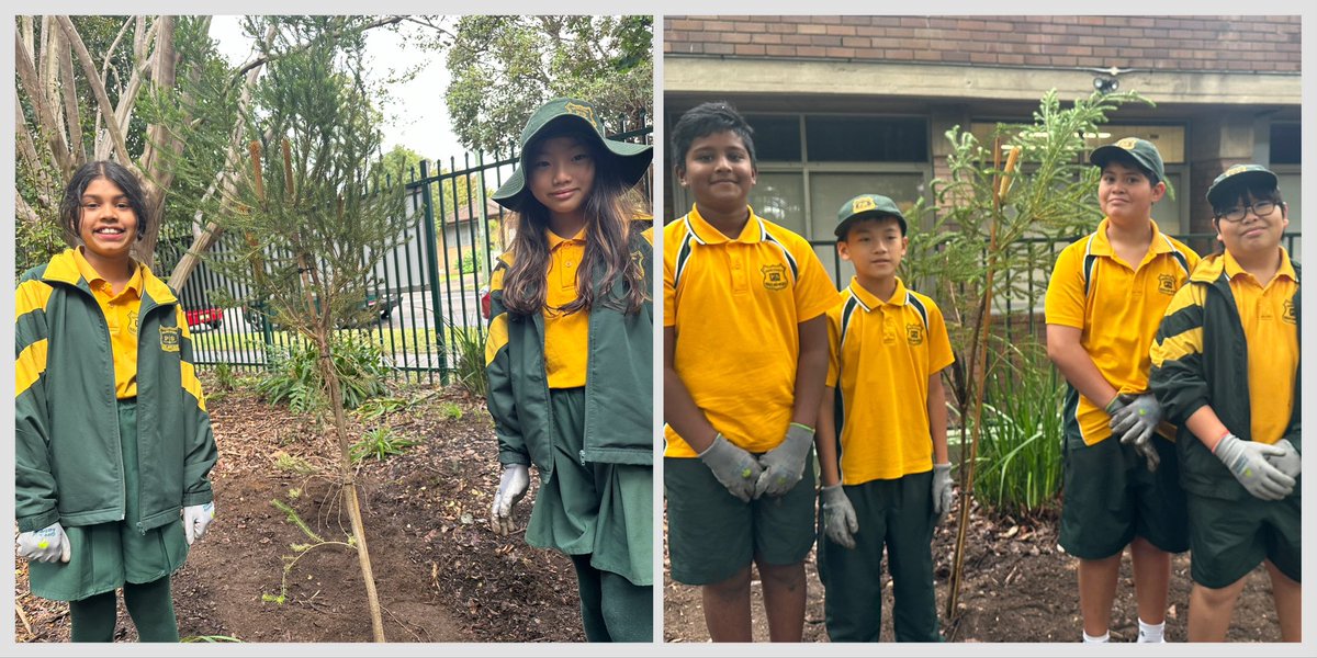 Today Stage 3 participated in @GreeningAust’s ‘Cooling the Schools’ incursion and planted over 200 young, native plants and some larger trees across our school grounds. 🌱 #OutdoorClassroom #LoveWhereYouLearn