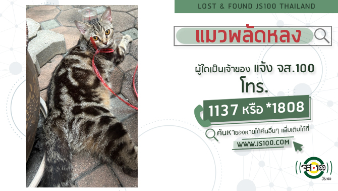 พบแมวพลัดหลงที่บริเวณซ.เพชรเกษม68 เขตบางแค ผู้ใดเป็นเจ้าของแจ้ง JS100 โทร *1808 หรือ 1137 js100.com/en/site/lost_f… #JS100