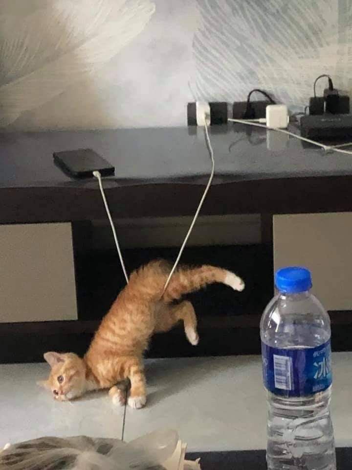 mood