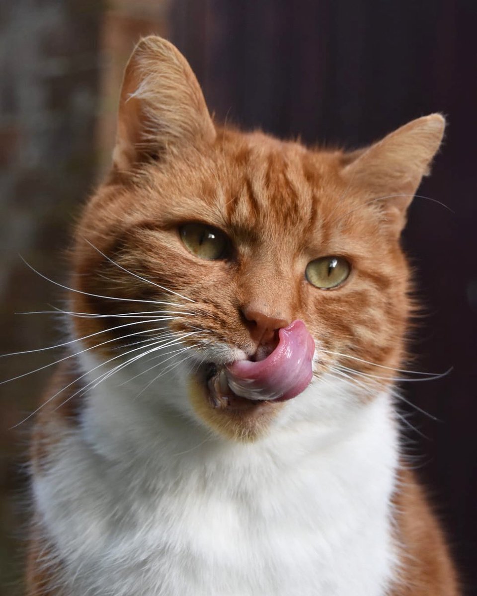 Suns out ☀️ Tongues out 😜 #tongueouttuesday #catsofinstagram #CatsOfTwitter #CatsOfX #Tuesday