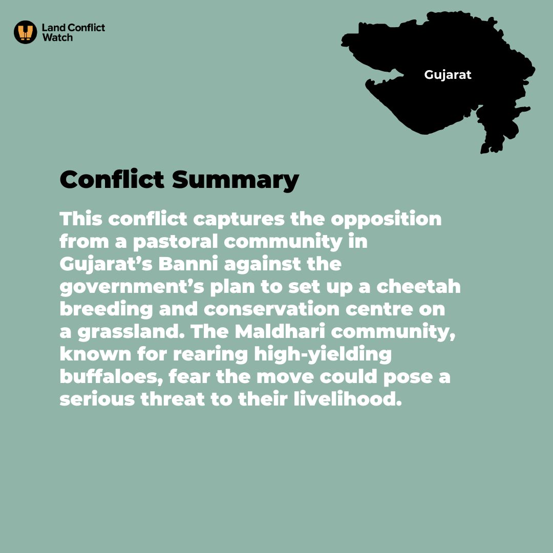 The Banni Breeder Association (BBA) voices concerns over the proposed cheetah breeding centre in #Gujarat's Banni grasslands. Citing threats to their herds and lack of consultation, they demand resolution of #landrights issues. Read full report by @suchak landconflictwatch.org/conflicts/past…