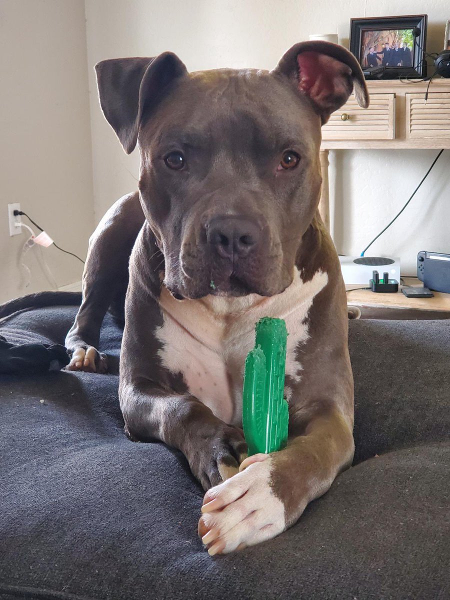 BarkBustersPhx's tweet photo. #BarkBustersPhoenix started #dogtraining today with this beautiful #pitbull. He is almost #100pounddog. He is going to be a big brother very soon so we worked on getting ready for baby, leash manners, jumping, and being a calm and gentle dog. #dogtrainernearme #dogtrainer https://t.co/6FIEs4xIoH